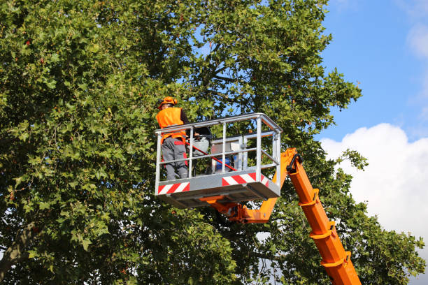 Best Tree Disease Treatment  in Bell Gardens, CA